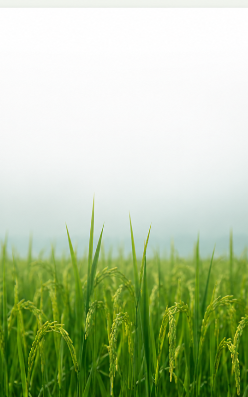 Organic rice field